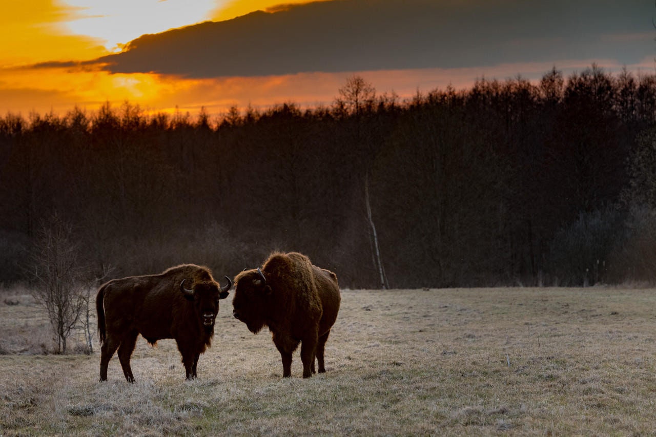 Tatanka