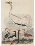 Birds by the Sea | A2 Rice Decoupage Paper – 1 Sheet, 16.5" x 23.4" | Dixie Belle