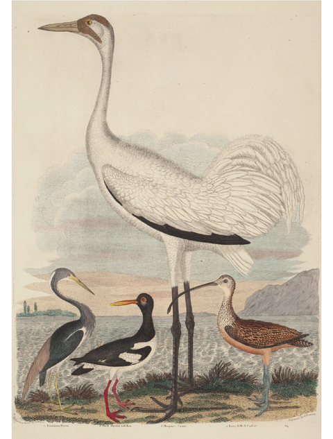 Birds by the Sea | A2 Rice Decoupage Paper – 1 Sheet, 16.5" x 23.4" | Dixie Belle