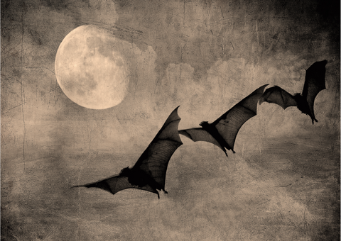 Nocturnal Flight | A3 Rice Decoupage Paper – 1 Sheet, 11.7" x 16.54" | Dixie Belle