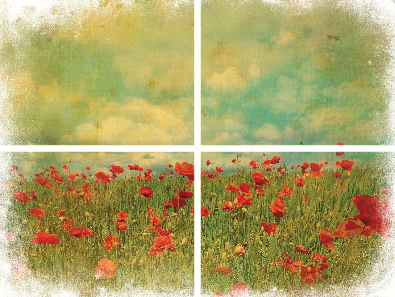 FIELD OF FLOWERS | Transfer | Retired | 4 Sheets | Dixie Belle Paint | red flowers in field