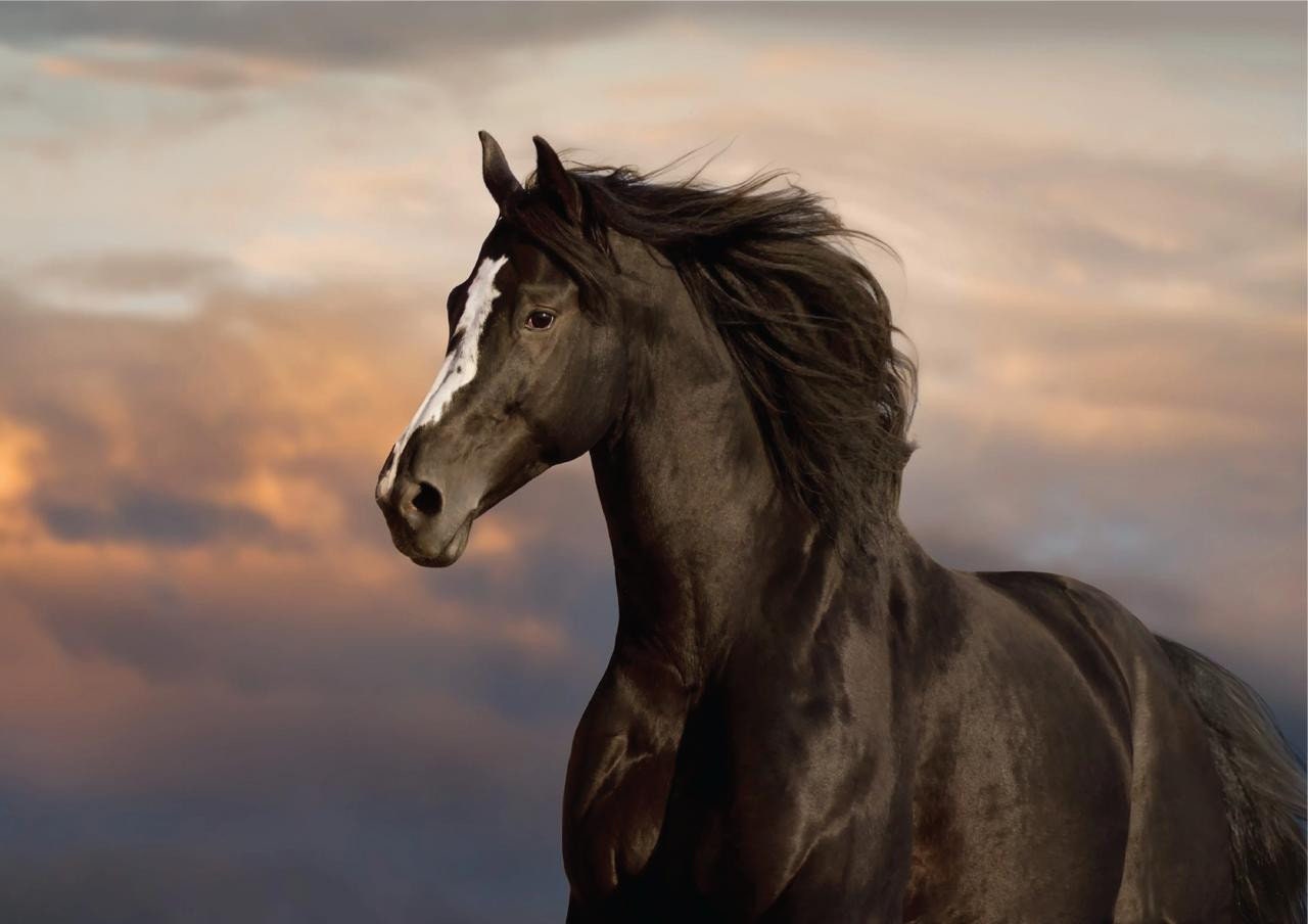 MAJESTIC HORSE | Retired | A1 Rice Decoupage Paper | For Furniture | Crafts | Art | Dixie Belle Paint