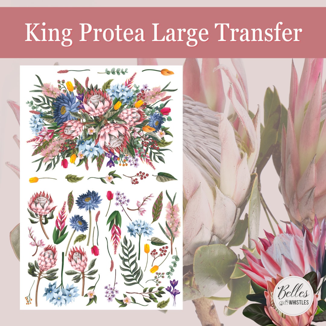 KING PROTEA | Large Transfer | Dixie Belle Paint | colorful florals on translucent background