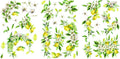 LEMON ZEST | Mid Transfer | Dixie Belle Paint | Lemons and Stems Dixie Belle Paint