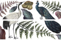 ELEGANT AVIAN FLORA | Transfer | Retired | Crafts | Art | Dixie Belle Paint | Belles & Whistles | peacocks and petals Dixie Belle Paint